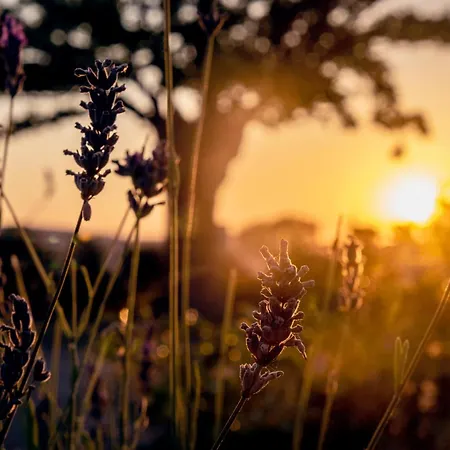 La Casa Del Gallese Bed and Breakfast 3*